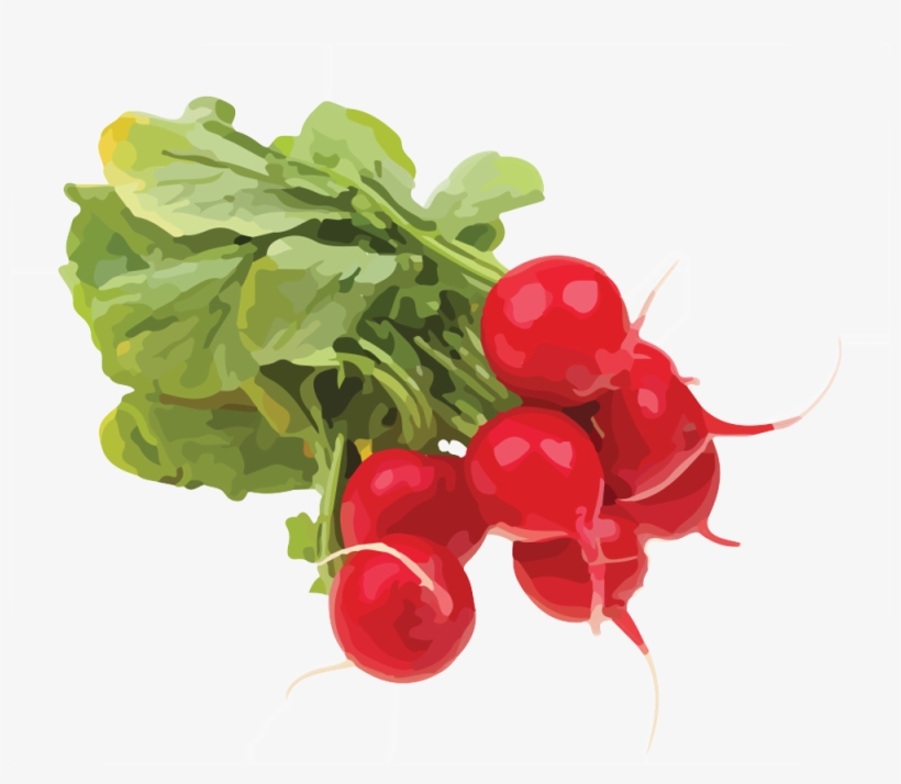 Radish Fresh Radishes PNG Image Transparent PNG Free Download on