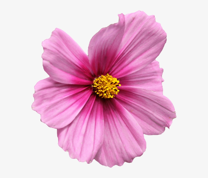 Loose - Garden Cosmos, transparent png download