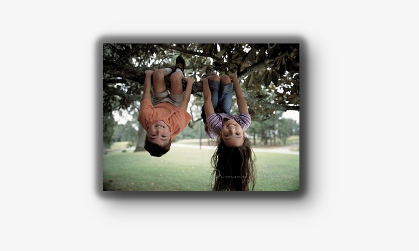 Img - Hanging Upside Down From Tree, transparent png download