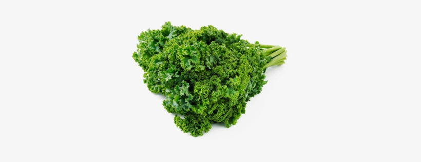 Kale Varieties - Curly Kale, transparent png download