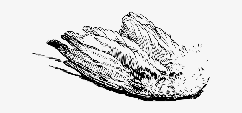 Wings Clipart Real Bird - Bird Wing Transparent, transparent png download