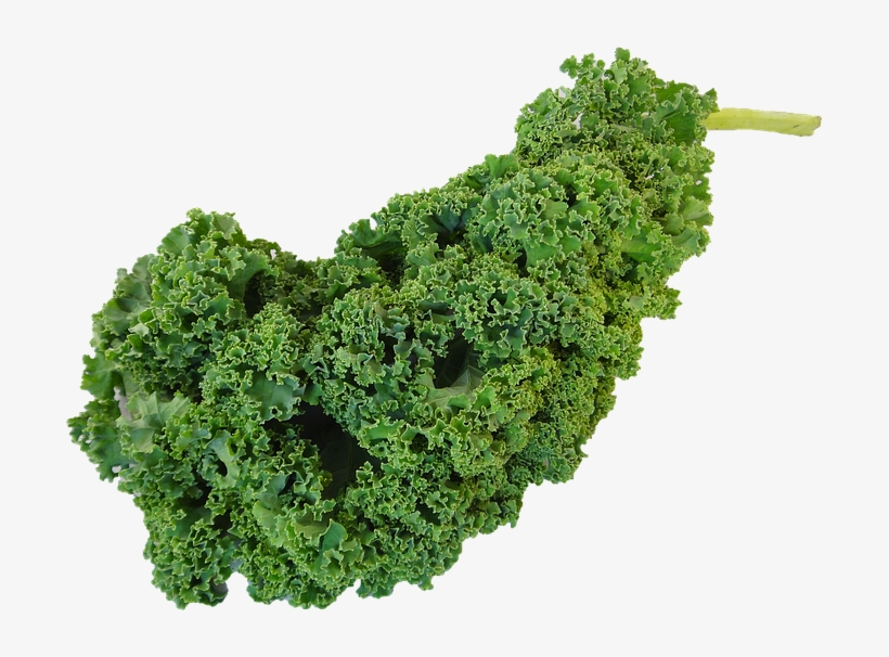 Kale Transparent Clipart Picture Freeuse Download - Oldladyrenee: 200 Kale, Lacinato Seeds!, transparent png download