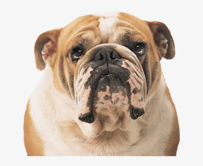Bulldog Face - Bulldog Png, transparent png download