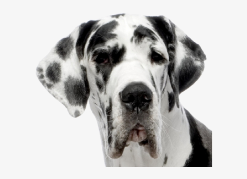 Dolmanian Dog Face Png - Great Dane Dog, transparent png download