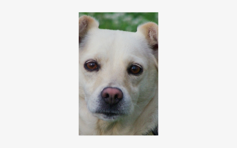Dog Face Close-up Poster 22*34 - Blond Dog Portrait Canvas Print - Small By Danbythesea, transparent png download