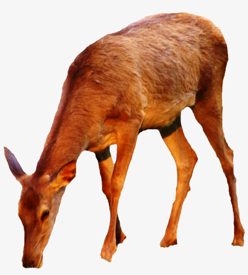 Buck Clipart Hiran - Portable Network Graphics, transparent png download