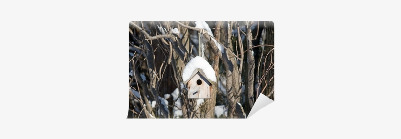 Bird Nesting Box Hanging In Snowy Tree Wall Mural • - Loon, transparent png download