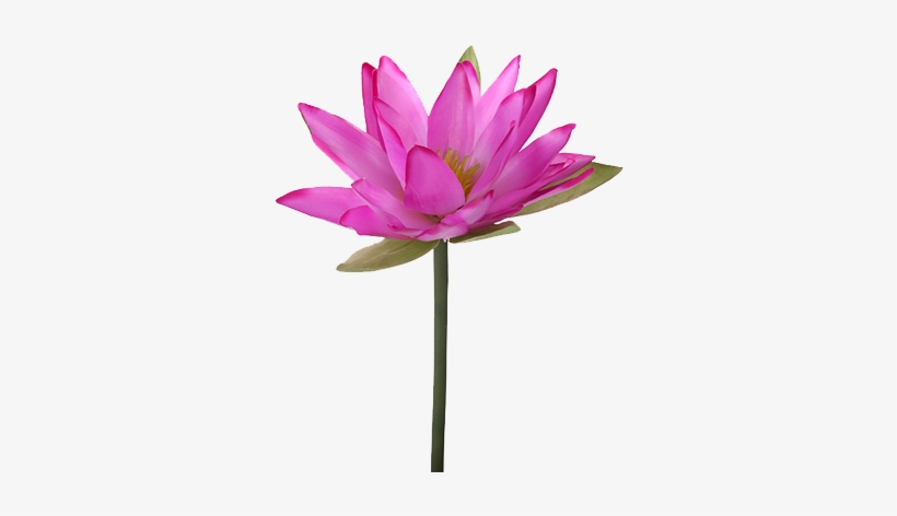 Lily Transparent Lotus - Water Lily Flower Png, transparent png download