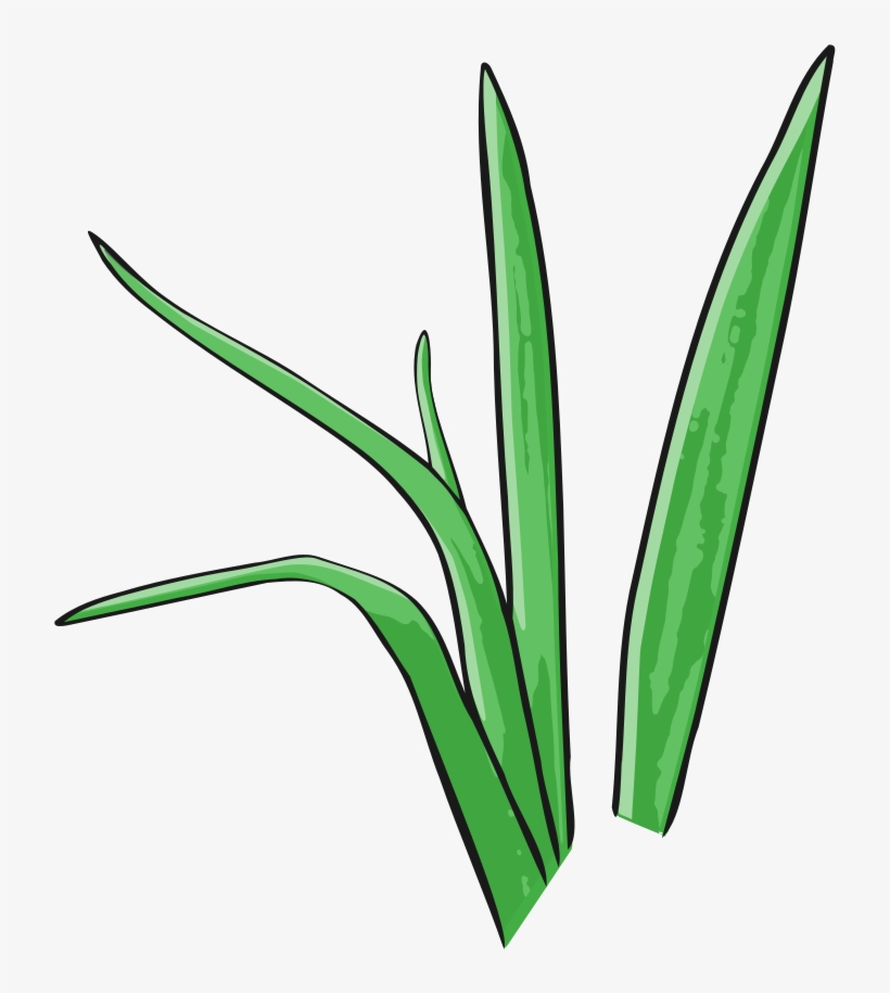 Green Grass Vector - Illustration, transparent png download