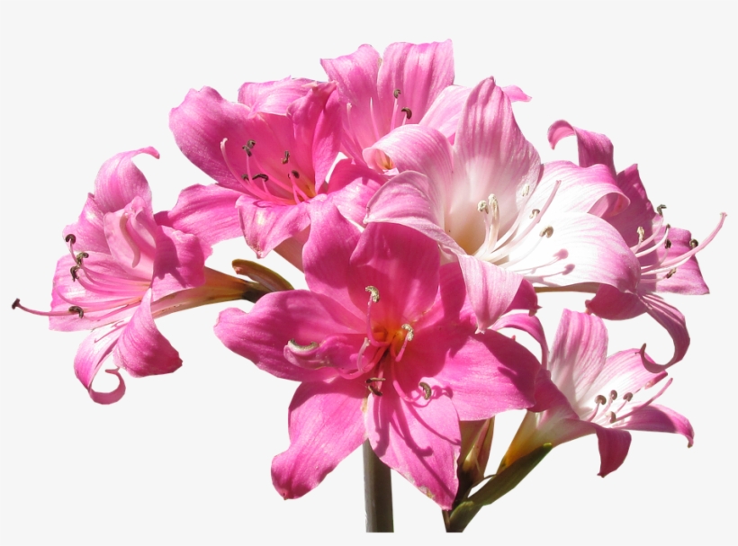 Belladonna, Lily, Flowers, Summer - Lily, transparent png download