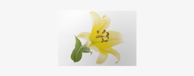 Stargazer Lily, transparent png download