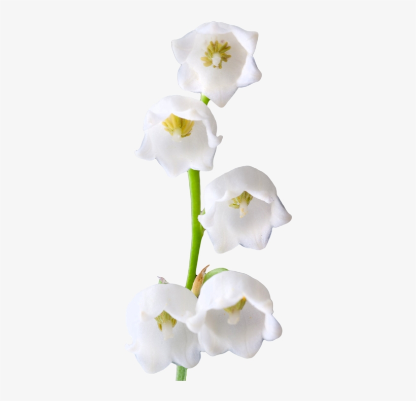 Lily Of The Valley Clipart Transparent - Lily Of The Valley Png, transparent png download