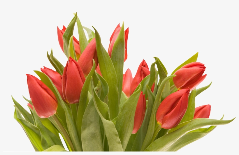Bouquet Flowers Png - Flowers Png Tulip, transparent png download