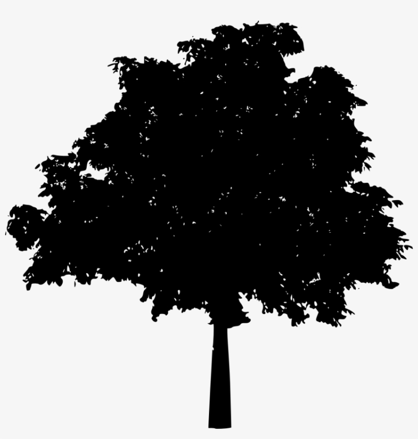 Oak Tree Silhouette Png - Silhouette Of A Tree Png, transparent png download