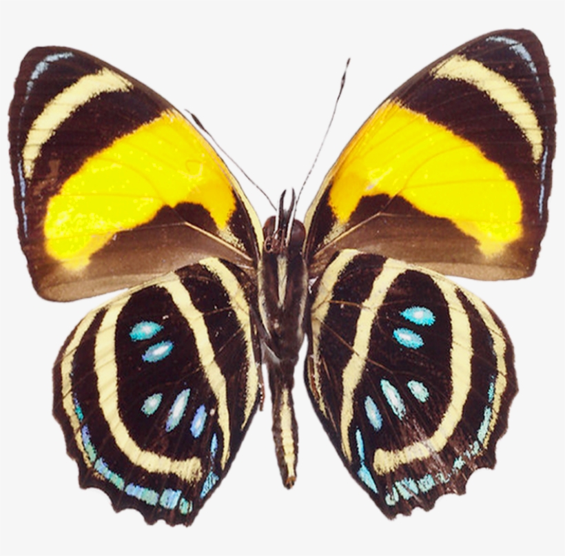 Large Butterfly, transparent png download