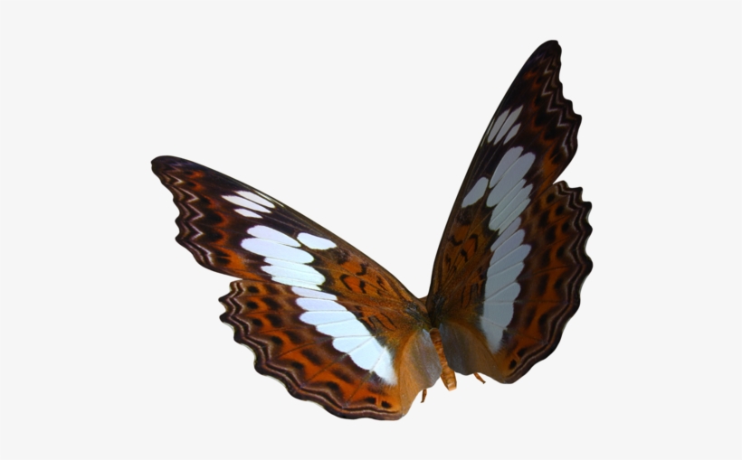 Butterfly Photoscape Clip Art - Butterfly Png, transparent png download