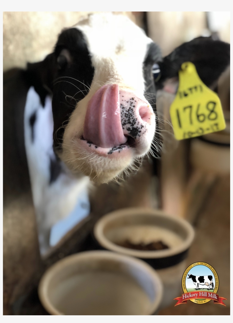 Wallpaper 5 - Dairy Cow, transparent png download