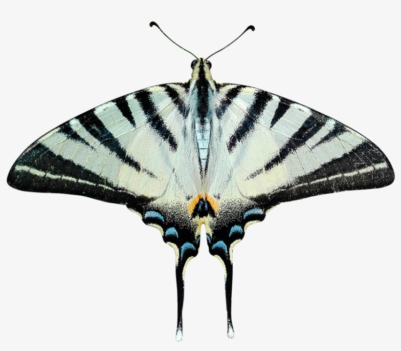 Butterfly Png Transparent Ali Moth Papilio - Moth Transparent, transparent png download