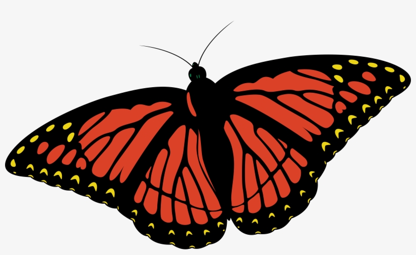 Monarch Butterfly Clipart Real - Blue Butterfly Design Shower Curtain, transparent png download