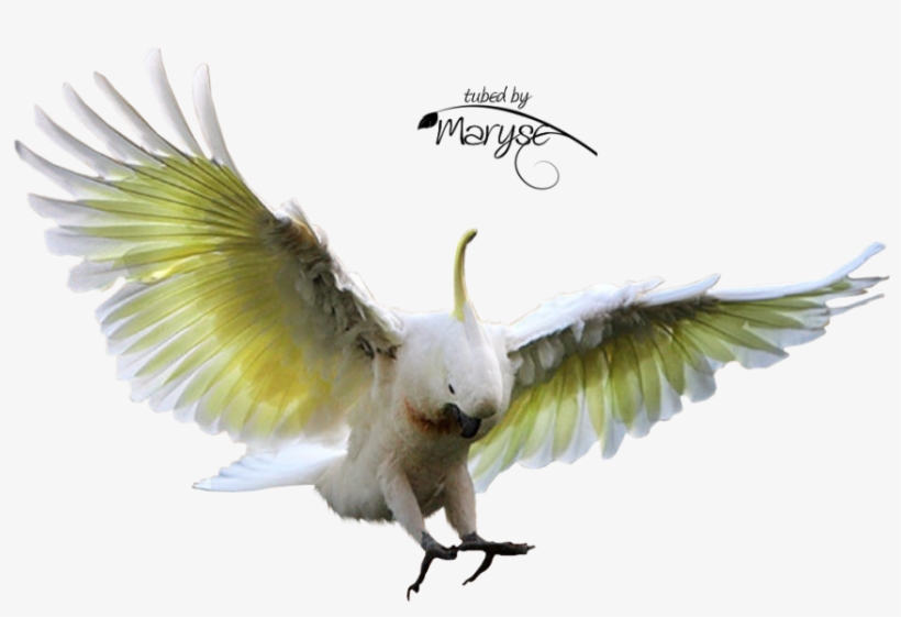 Psp Tubes Cr Ations De Maryse Tubes Animaux - Cockatoo Flying, transparent png download
