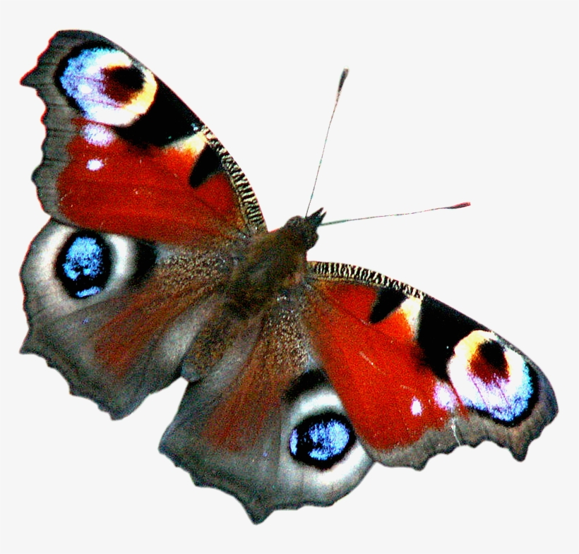 01 - Peacock Butterfly Png, transparent png download