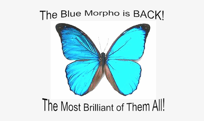 Morpho Godartii Didius, Steel Blue Morpho - Unmounted Butterfly, transparent png download