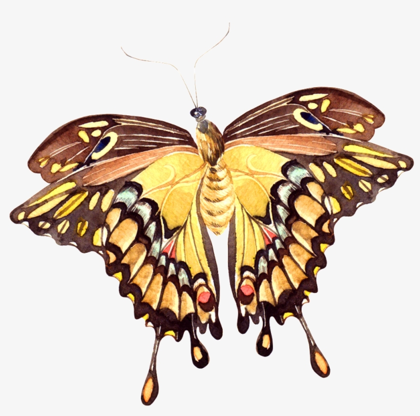 Hand Painted A Vivid Butterfly Png Transparent - Watercolor Painting, transparent png download