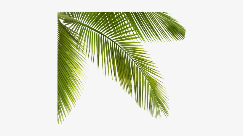 Palmtrees Palms Plants Trees Forest Jungle - Pacifica Pineapple Curls Shampoo, transparent png download