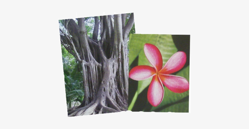 Plants Of Guam, transparent png download