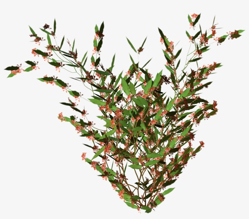 Free High Resolution Graphics And Clip Art 33wcoc Clipart - Rotala 'green', transparent png download