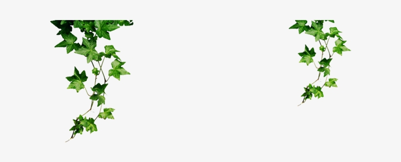 Zoom Jungle Plants Png - Ivy, transparent png download