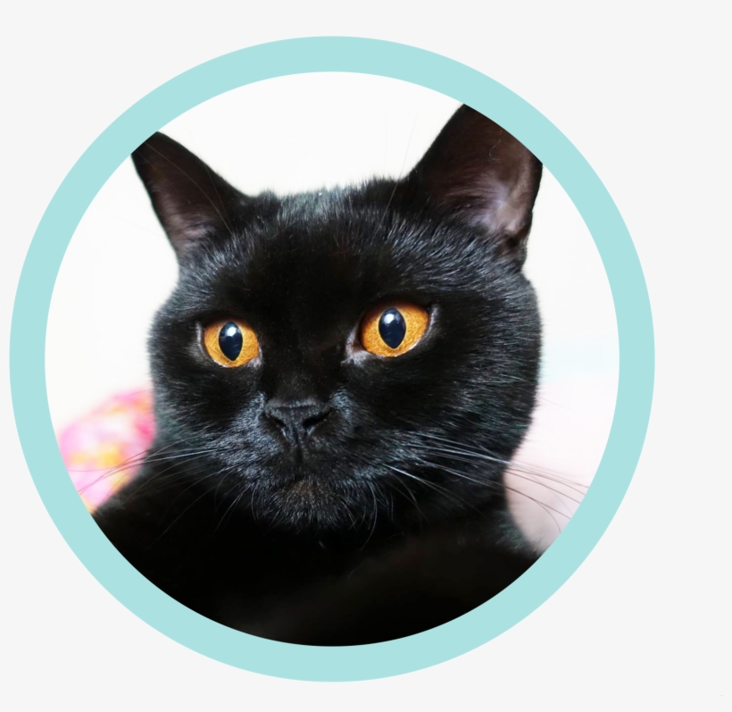 The Site For Cool Cats - Black Cat, transparent png download