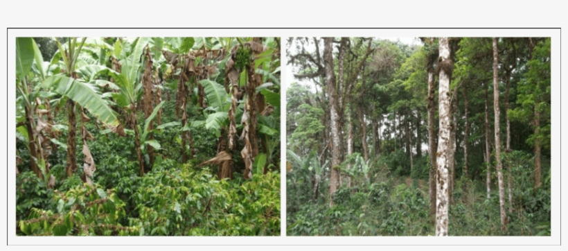 Different Shading Systems In Coffee Farms - Plantation, transparent png download