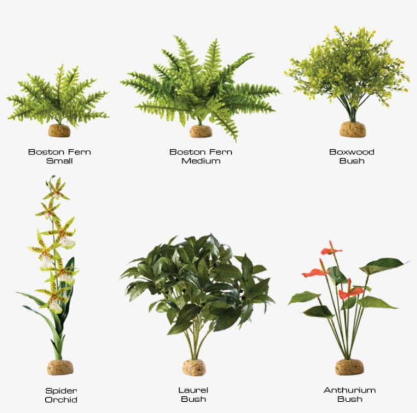 Rainforests Are Often Called The World's Pharmacy, - Exo Terra Boston Fern, transparent png download