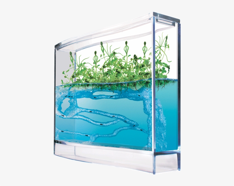 If You Were Into Science At All When You Were A Kid - Gel Ant Farm, transparent png download