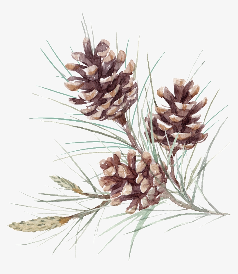 Hand Painted Realistic Full Pine Nut Png Transparent - Fir, transparent png download