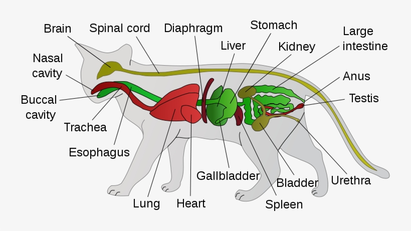 775px Scheme Cat Anatomy En - Anatomy Of A Cat, transparent png download