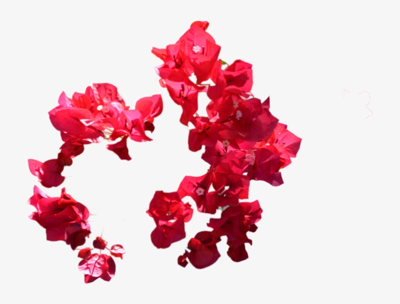 Red Flowers Png Photo - Bougainvillea, transparent png download
