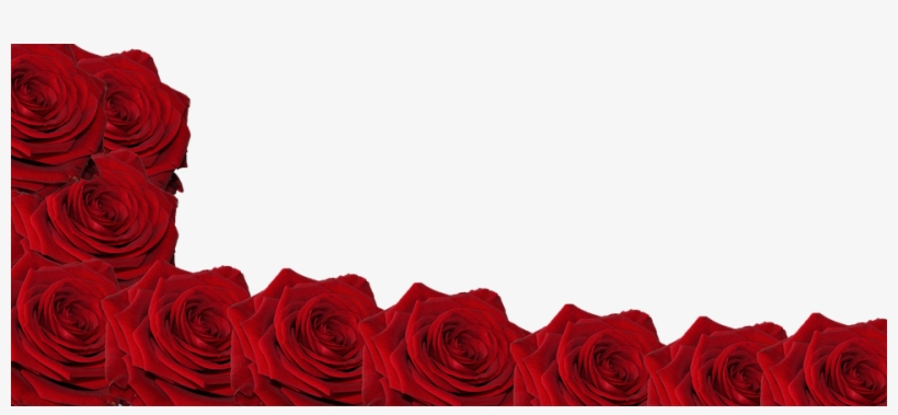 Flower, Rose, Head, Red, Bloom, Blossom, Botanical - Flower, transparent png download