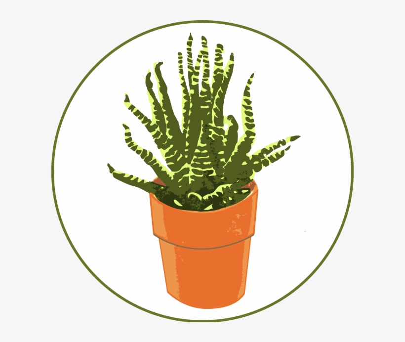 Cactus Web Export - Blog, transparent png download