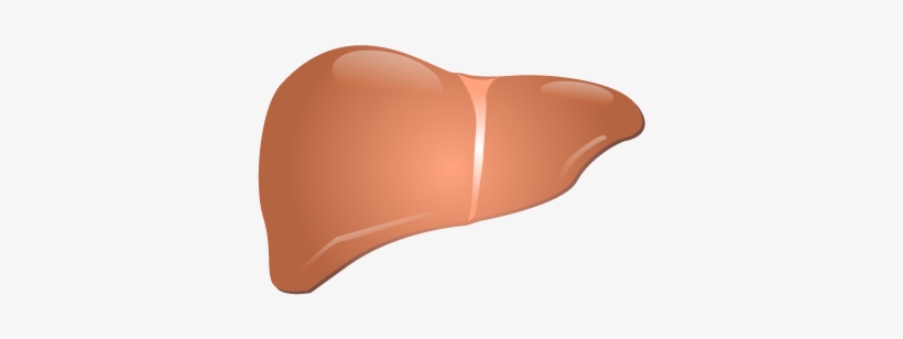 201405 Liver - Liver Png, transparent png download