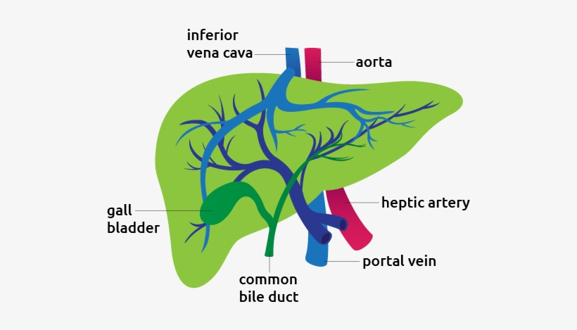 Detail Of The Liver - Liver, transparent png download