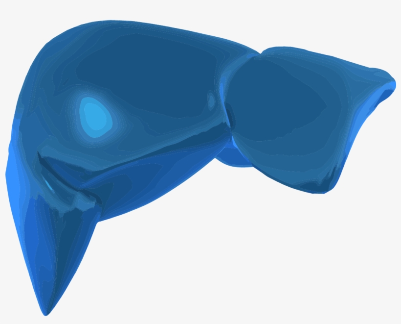A 3d Graphic Image Of The Liver - Satin, transparent png download