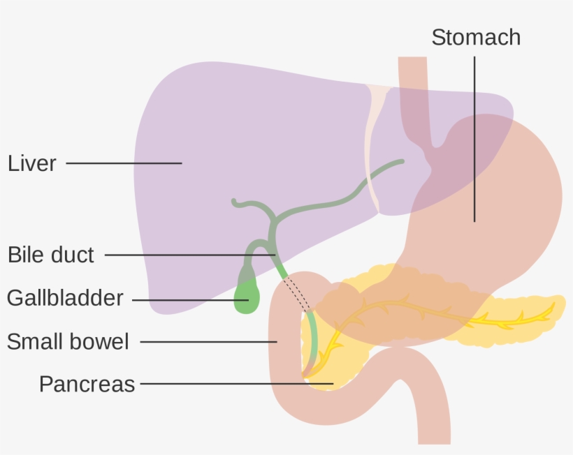 Open - Advanced Pancreatic Cancer Of The Neuroendocrine Type, transparent png download