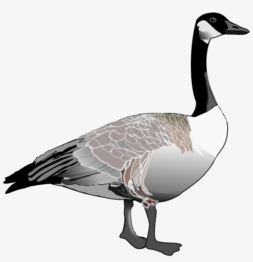 Goose Png Graphic Freeuse Stock - Canadian Goose Clipart, transparent png download