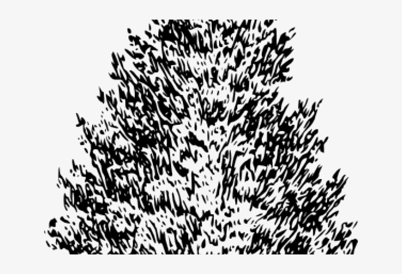 Drawn Pine Tree Cedar Tree - Cedar Tree Clip Art, transparent png download