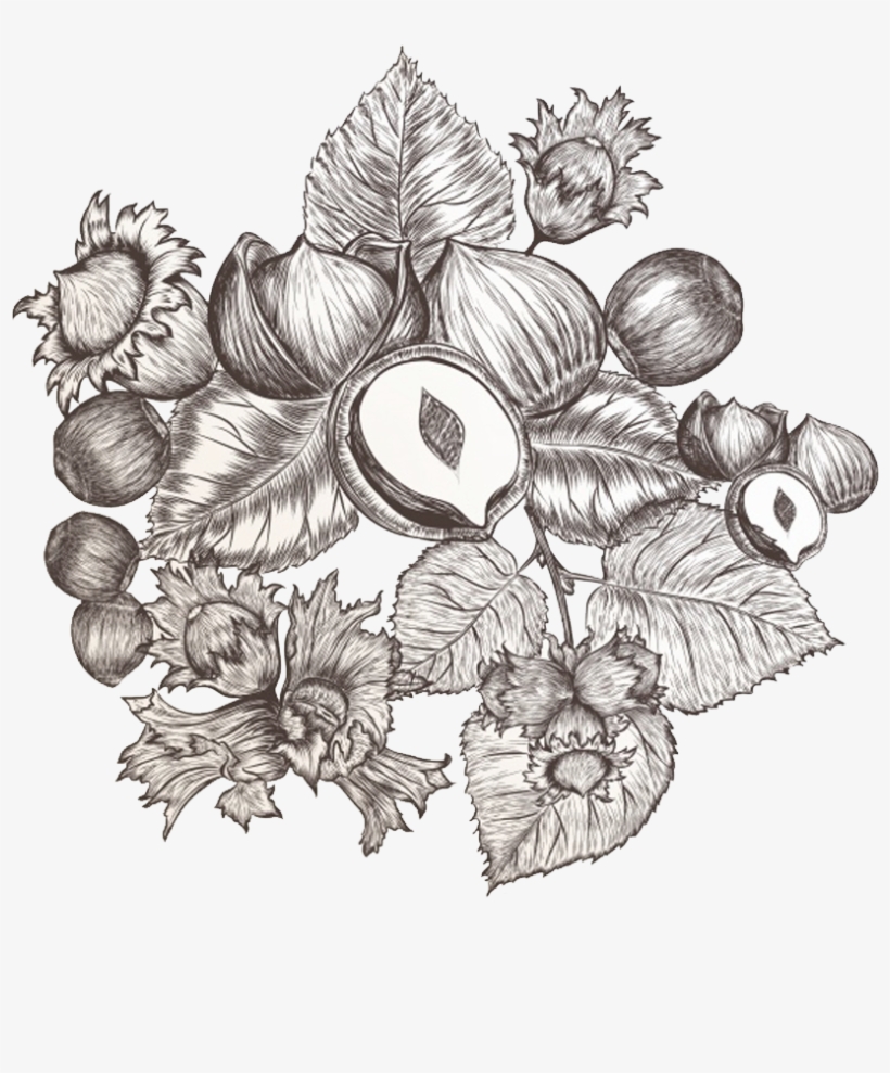 Graphic Library Library The Shoppe Shop All Products - Nut, transparent png download