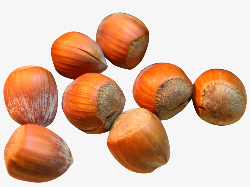 Hazelnut Png, transparent png download