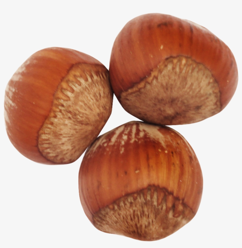 Nut Clipart Hazelnut - Hazelnut Png, transparent png download