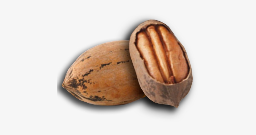 Sun City Nut Company - Pecan Nut Png, transparent png download